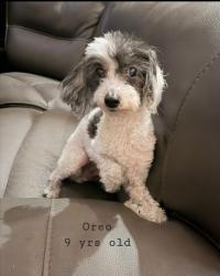 Reunited Male Dog last seen Sierra Ave. SJ 95131 (Near Berryessa), San Jose, CA 95126