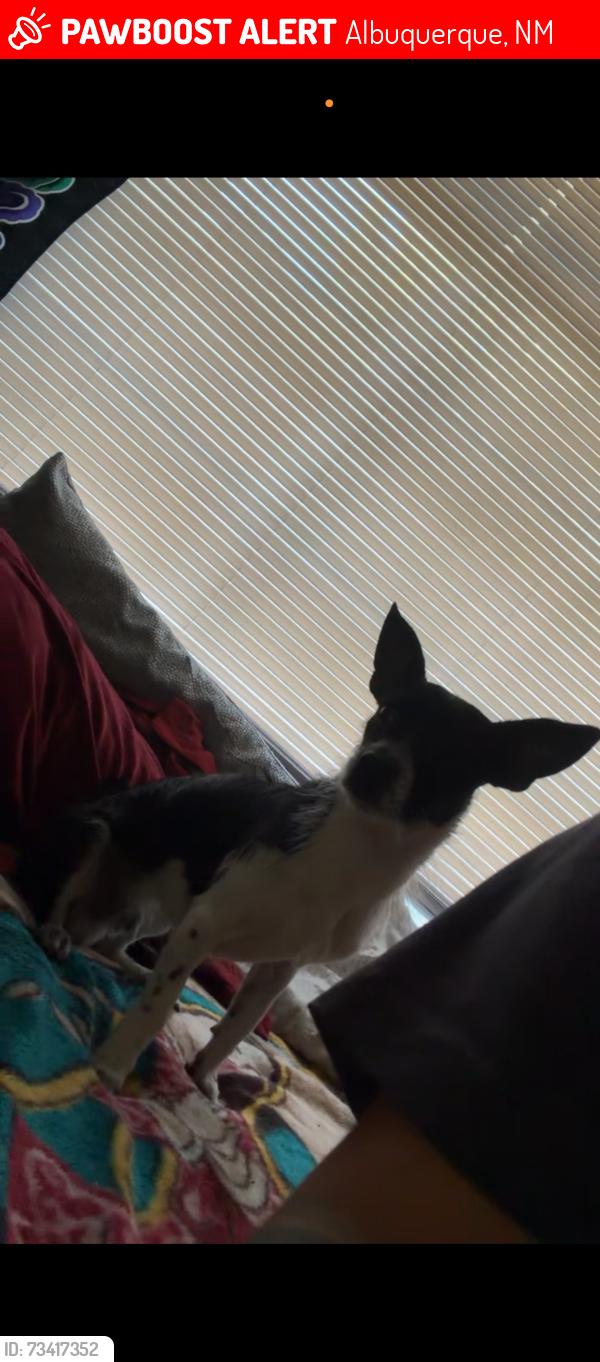 Lost Male Dog last seen Central ave & atrisco, Albuquerque, NM 87105
