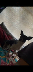 Lost Male Dog last seen Central ave & atrisco, Albuquerque, NM 87105