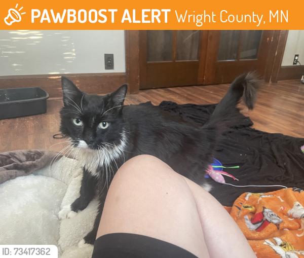 Found/Stray Female Cat last seen Malco Productions, Wright County, MN 55302