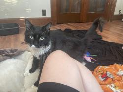 Found/Stray Female Cat last seen Malco Productions, Wright County, MN 55302