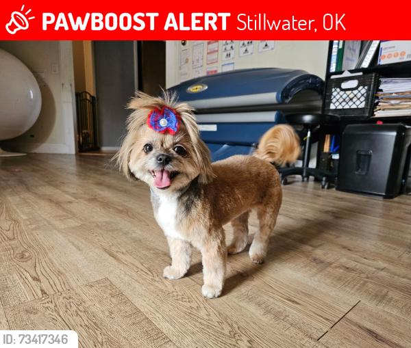Lost Female Dog last seen Mockingbird and 6th, Stillwater, OK 74074