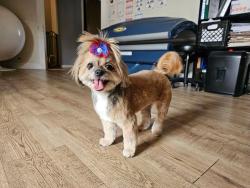 Lost Female Dog last seen Mockingbird and 6th, Stillwater, OK 74074