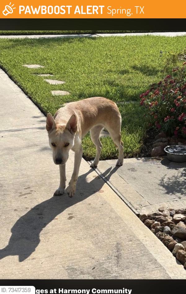 Found/Stray Unknown Dog last seen Birnham Woods and Browning Pines, Spring, TX 77386