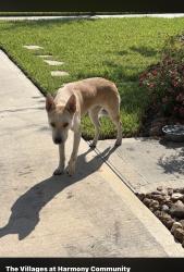 Found/Stray Unknown Dog last seen Birnham Woods and Browning Pines, Spring, TX 77386