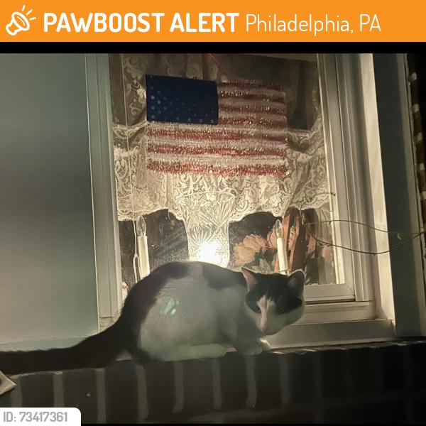 Found/Stray Unknown Cat last seen Deveraux and Erdrick, Philadelphia, PA 19135