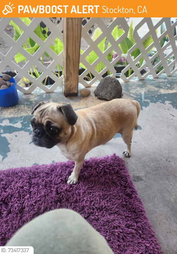 Found/Stray Female Dog last seen B Street and near S. Laurel Street, Stockton, CA 95206