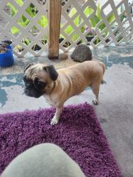Found/Stray Female Dog last seen B Street and near S. Laurel Street, Stockton, CA 95206