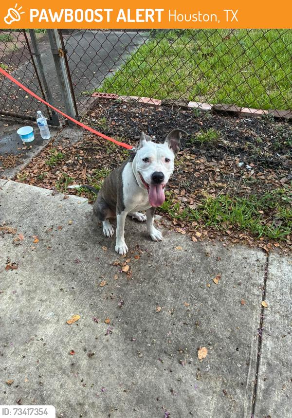 Found/Stray Female Dog last seen Sherman St and Palmer St, Houston, TX 77003