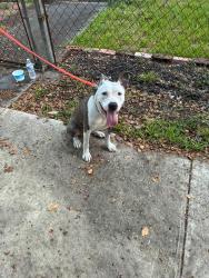 Found/Stray Female Dog last seen Sherman St and Palmer St, Houston, TX 77003