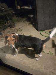 Found/Stray Male Dog last seen The neighborhood behind the bowling alley, Broken Arrow, OK 74011