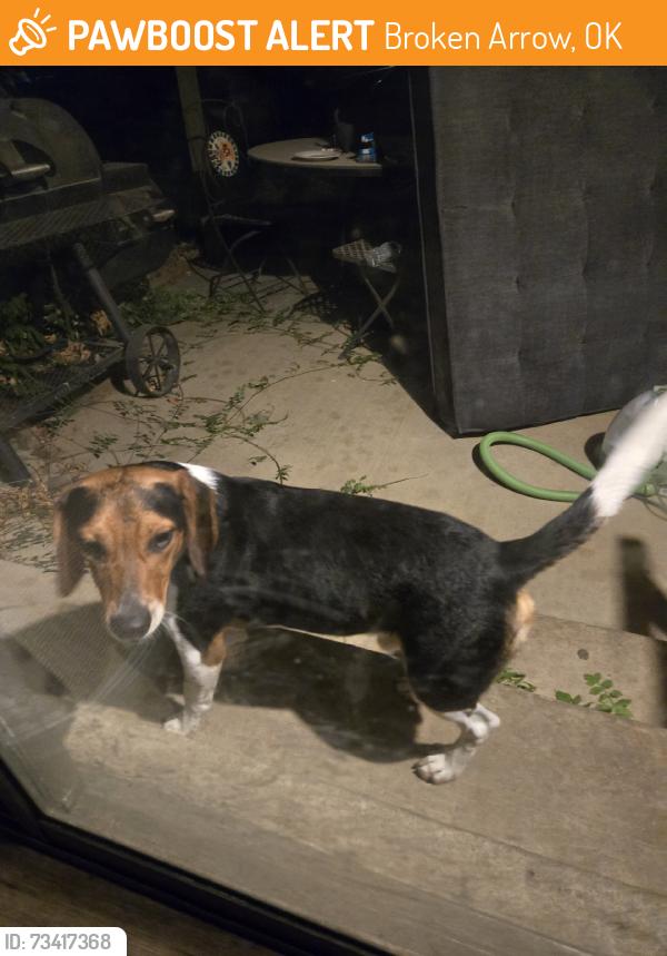 Found/Stray Male Dog last seen The neighborhood behind the bowling alley, Broken Arrow, OK 74011