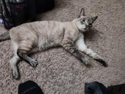 Found/Stray Male Cat last seen Jones and Reno, Las Vegas, NV 89118