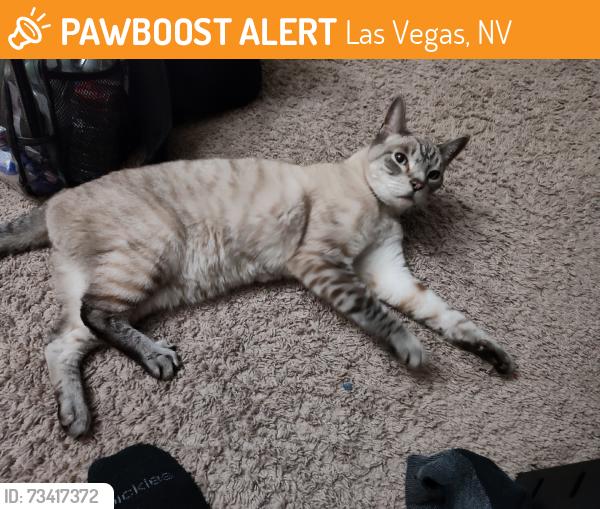 Found/Stray Male Cat last seen Jones and Reno, Las Vegas, NV 89118