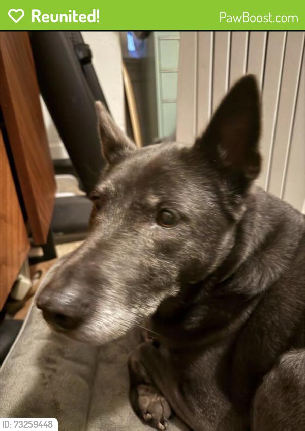 Reunited Female Dog last seen 12th and Market, Oakland, CA 94607