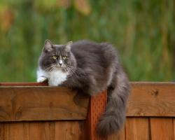 Lost Female Cat last seen Woodward Park, Tigard, OR 97223