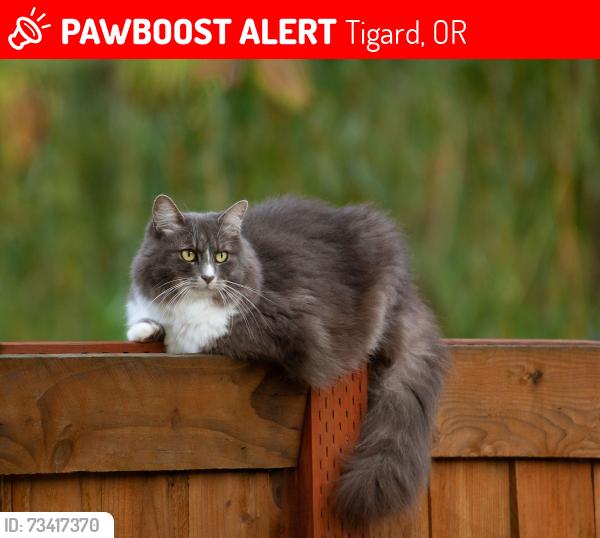 Lost Female Cat last seen Woodward Park, Tigard, OR 97223