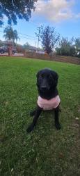 Lost Female Dog last seen Monte vista ave, Montclair, CA 91763