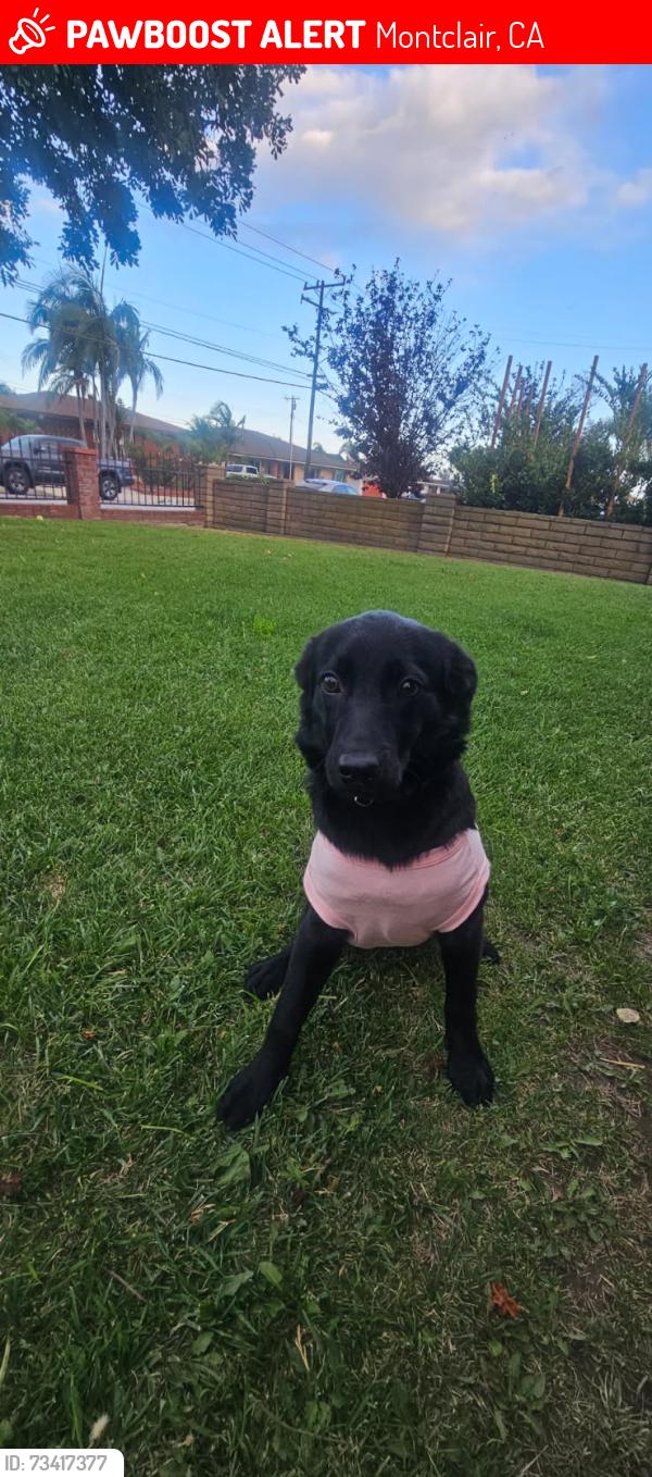 Lost Female Dog last seen Monte vista ave, Montclair, CA 91763