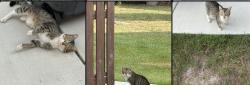 Found/Stray Male Cat last seen Near Grey Hawk Lane in Lincrest subdivision, Blythewood, SC 29016