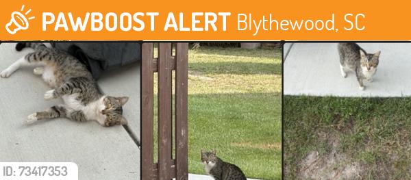 Found/Stray Male Cat last seen Near Grey Hawk Lane in Lincrest subdivision, Blythewood, SC 29016