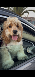 Found/Stray Unknown Dog last seen Saviers road and channel island blvd, Oxnard, CA 93033