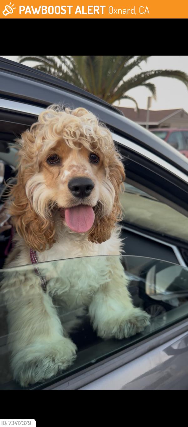 Found/Stray Unknown Dog last seen Saviers road and channel island blvd, Oxnard, CA 93033
