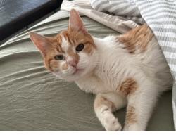 Reunited Male Cat last seen Stump road, North Wales, PA 19454
