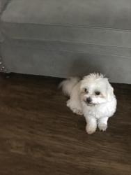 Reunited Female Dog last seen Broadmoor, Columbus, GA 31903