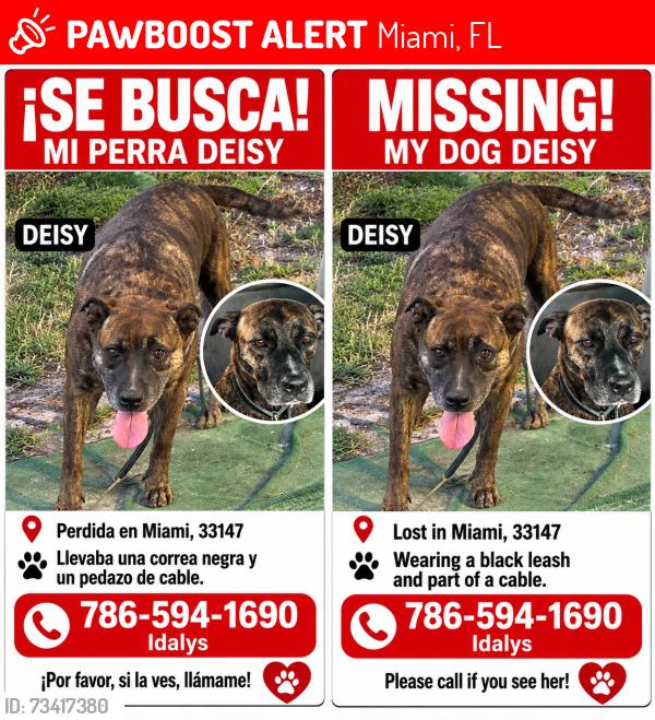 Lost Female Dog last seen Ave 17, Miami, FL 33147