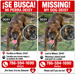 Lost Female Dog last seen Ave 17, Miami, FL 33147