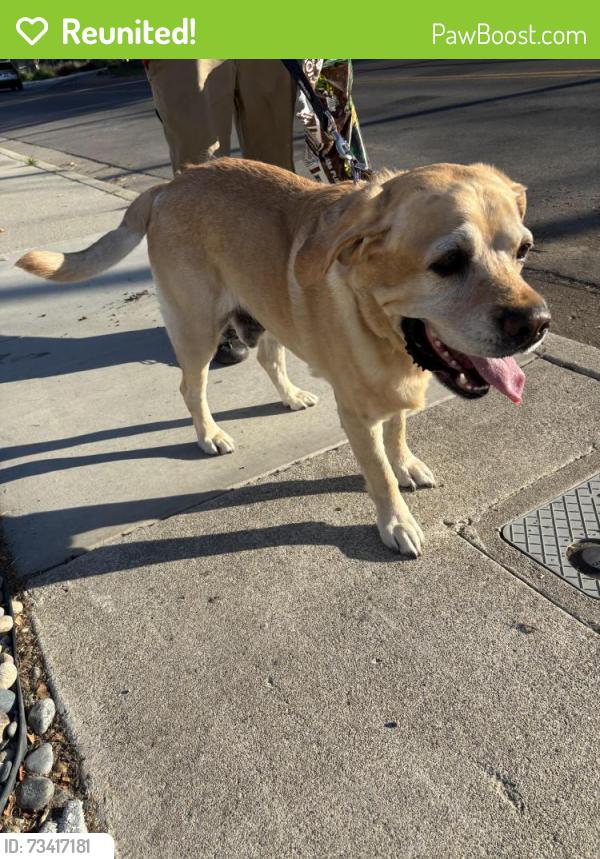 Reunited Male Dog last seen Loupe/tuers, San Jose, CA 95121