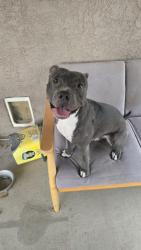 Found/Stray Male Dog last seen Sunset and Sloan, Albuquerque, NM 87105