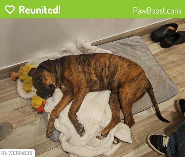 Reunited Male Dog last seen Washington and Los Traques, Anthony, NM 88021