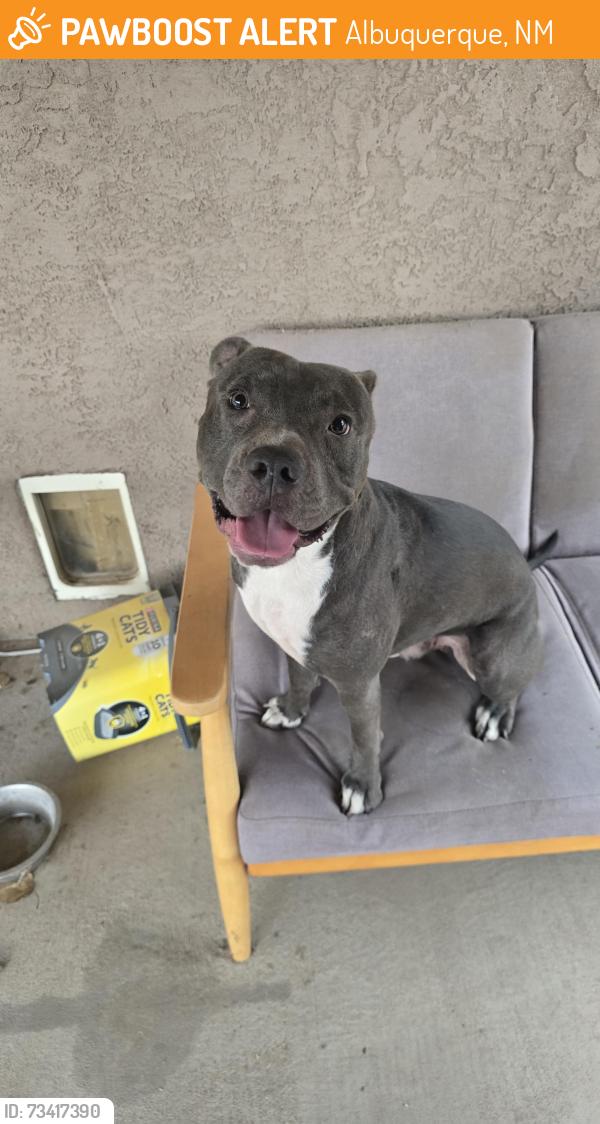 Found/Stray Male Dog last seen Sunset and Sloan, Albuquerque, NM 87105