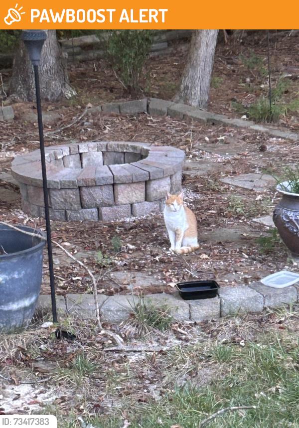 Found/Stray Unknown Cat last seen Cascade Creek and Fox Creek in Chesterfield 23832, Chesterfield County, VA 23832