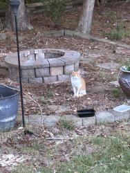 Found/Stray Unknown Cat last seen Cascade Creek and Fox Creek in Chesterfield 23832, Chesterfield County, VA 23832