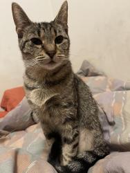 Lost Female Cat last seen Besty Ross rd, Columbus, OH 43207