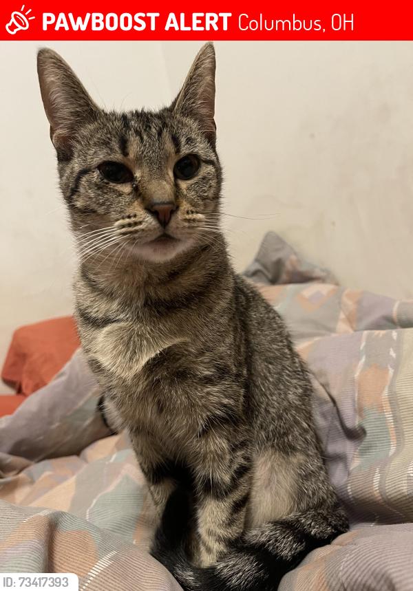 Lost Female Cat last seen Besty Ross rd, Columbus, OH 43207