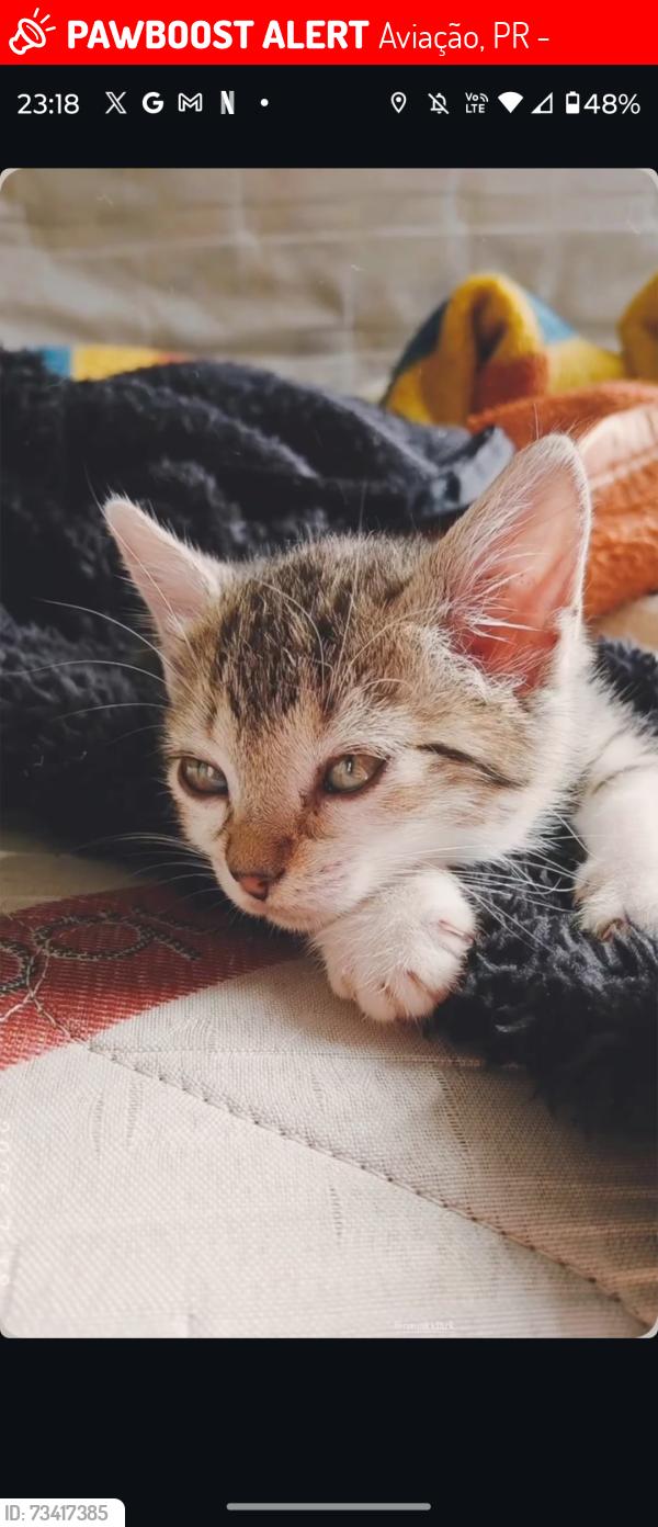 Lost Female Cat last seen Aviapao, Aviação, PR 83045-360
