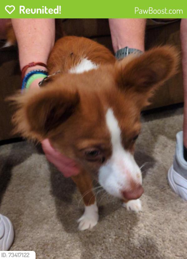 Reunited Male Dog last seen Vera and Hudson, Redwood City, CA 94061