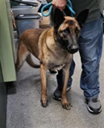 Shelter Stray Female Dog last seen , 3201 Lacy St, Los Angeles, CA 90031, USA