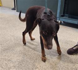Shelter Stray Male Dog last seen , 3201 Lacy St, Los Angeles, CA 90031, USA