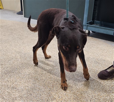 Shelter Stray Male Dog last seen , 3201 Lacy St, Los Angeles, CA 90031, USA