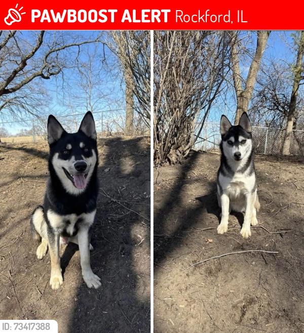 Lost Male Dog last seen Florida colorado última vez 21st Avenue Rockford Illinois, Rockford, IL 61108