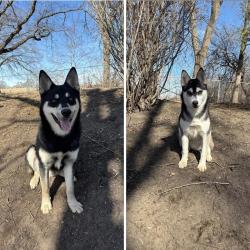 Lost Male Dog last seen Florida colorado última vez 21st Avenue Rockford Illinois, Rockford, IL 61108
