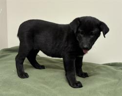 Shelter Stray Female Dog last seen , 38550 Sierra Hwy, Palmdale, CA 93550, USA