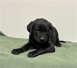 Shelter Stray Female Dog last seen , 38550 Sierra Hwy, Palmdale, CA 93550, USA