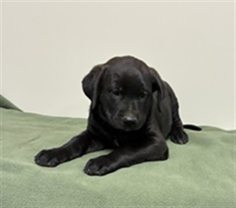 Shelter Stray Female Dog last seen , 38550 Sierra Hwy, Palmdale, CA 93550, USA
