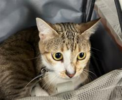 Shelter Stray Female Cat last seen , 14409 Vanowen St, Van Nuys, CA 91405, USA